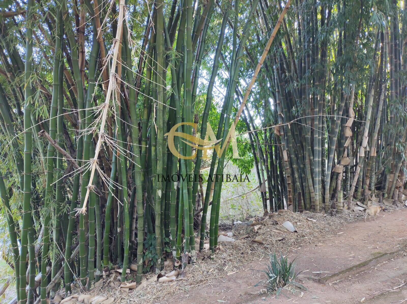 Sítio, 5 quartos, 2 hectares - Foto 5