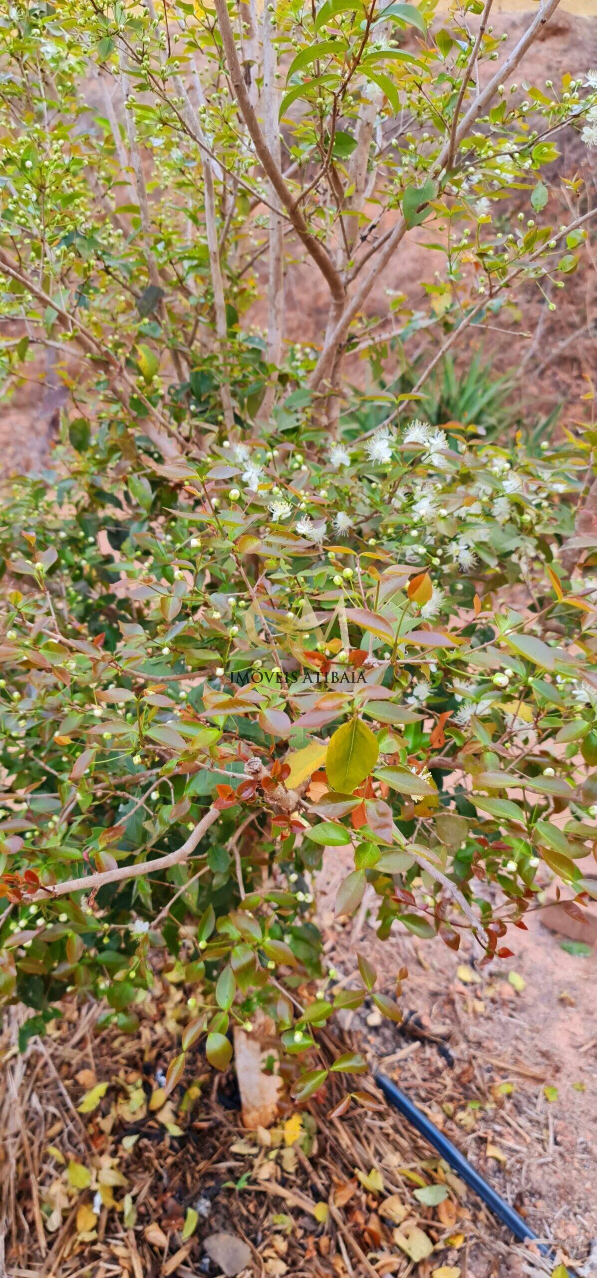 Casa, 3 quartos, 4200 m² - Foto 58