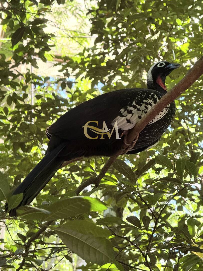 Sítio, 9 quartos, 24 hectares - Foto 88