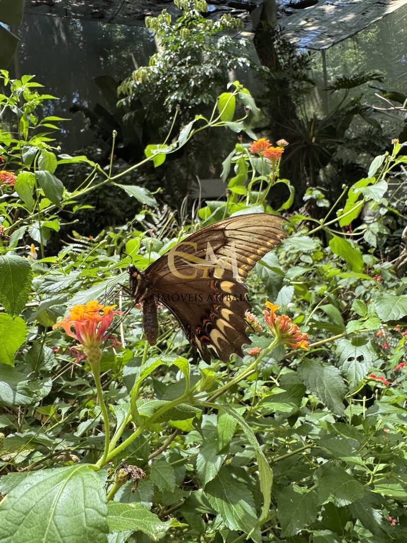 Sítio, 9 quartos, 24 hectares - Foto 92