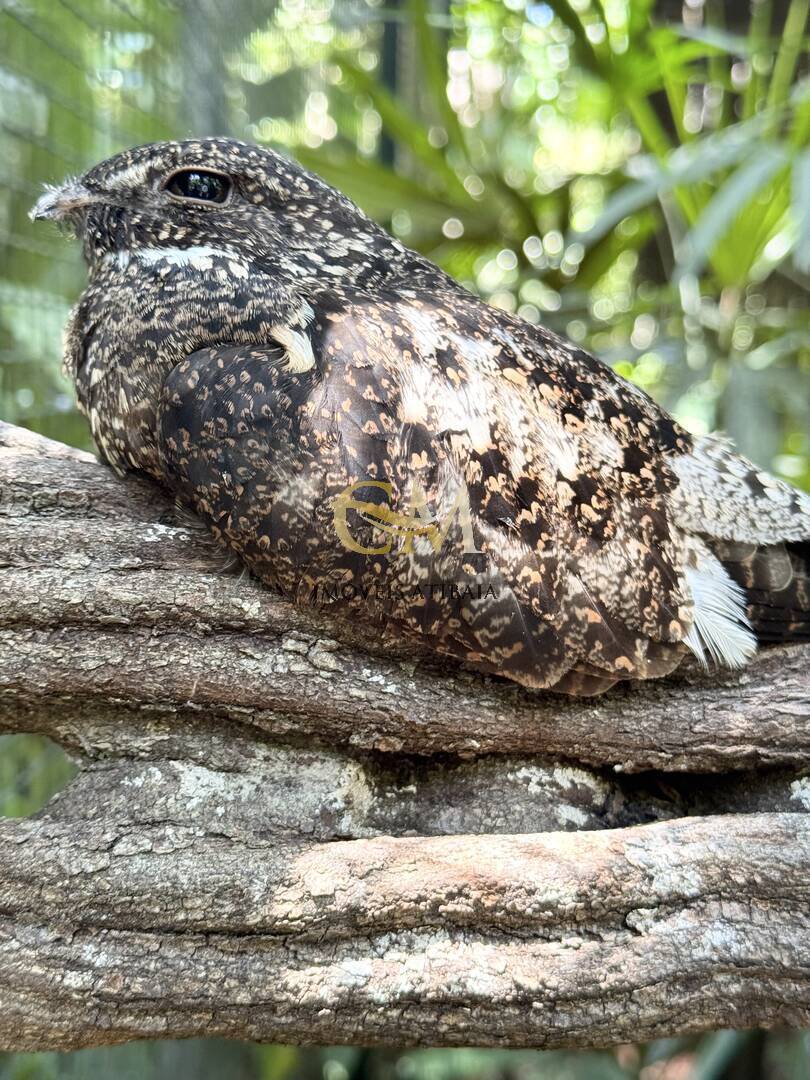 Sítio, 9 quartos, 24 hectares - Foto 89