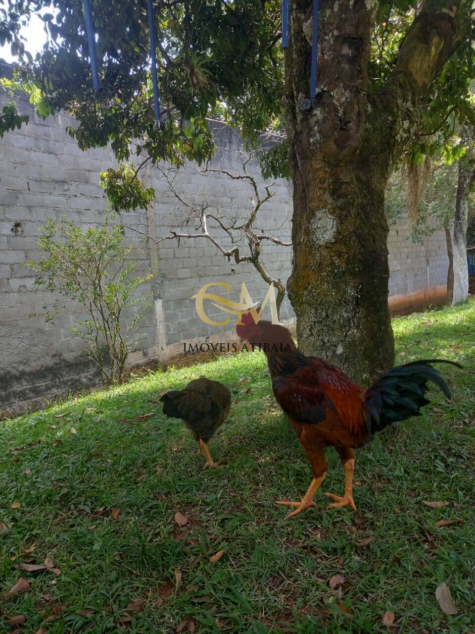 Sítio, 5 quartos, 2 hectares - Foto 13